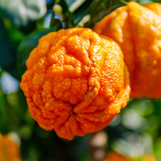 Bitter Orange Gaia Herbs®