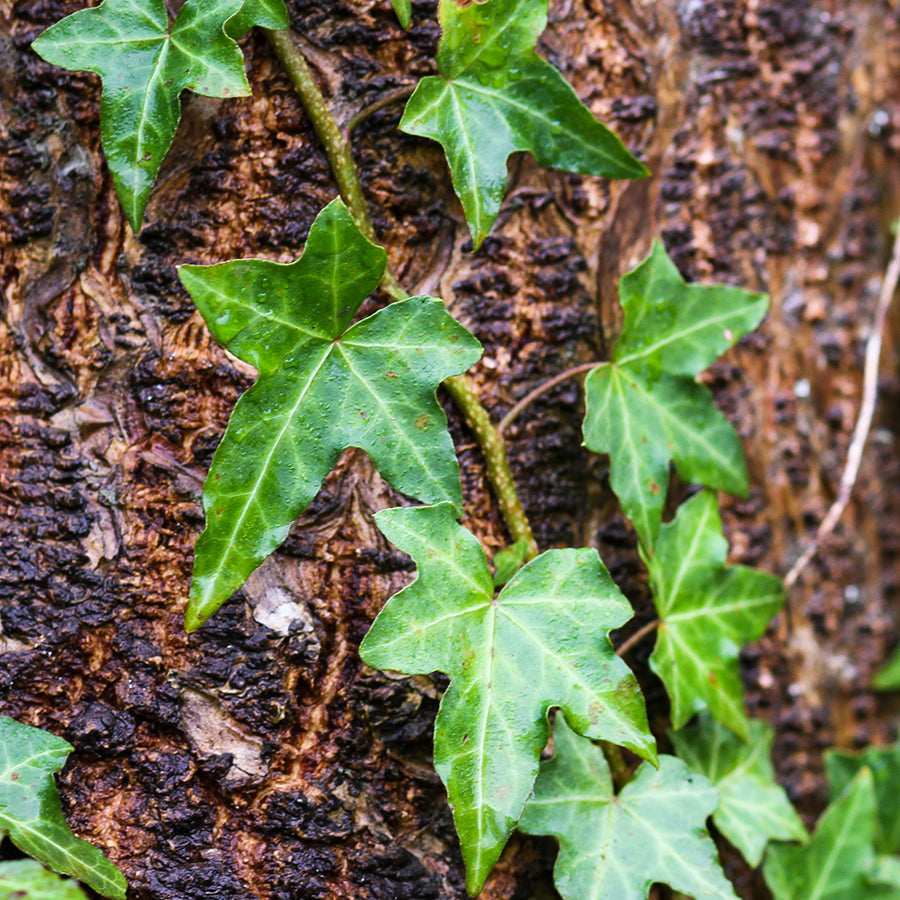 English Ivy: Gaia Herbs®