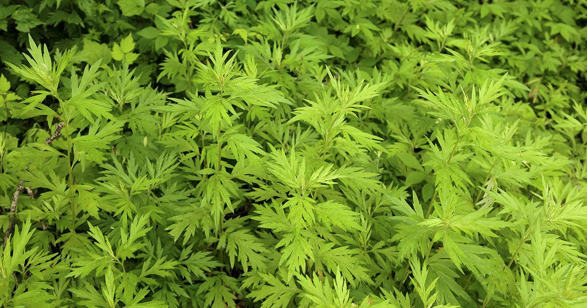 Sweet Wormwood: Benefits & Side Effects Overview | Gaia Herbs