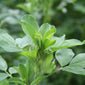 Alfalfa Plant close up