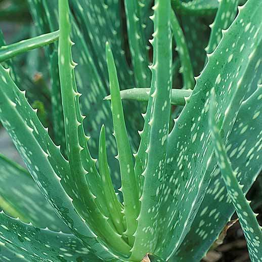Aloe