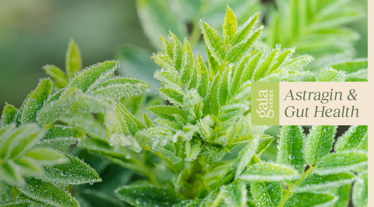 AstraGin  A New Way to Support Digestive Health and Improve Overall