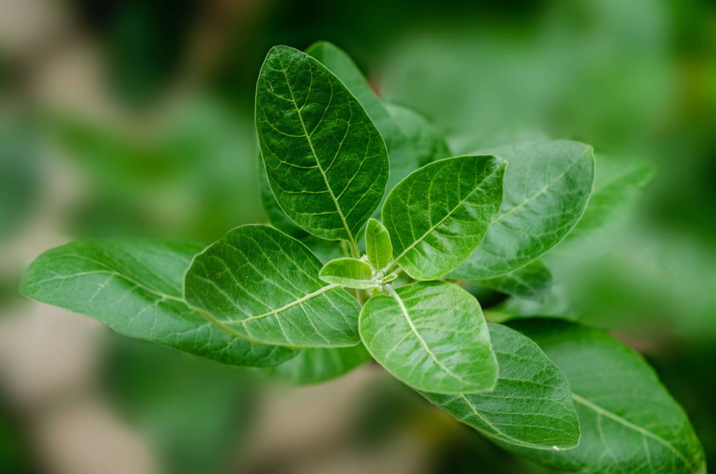 The Potential Benefits of Ashwagandha for Women: Gaia Herbs®