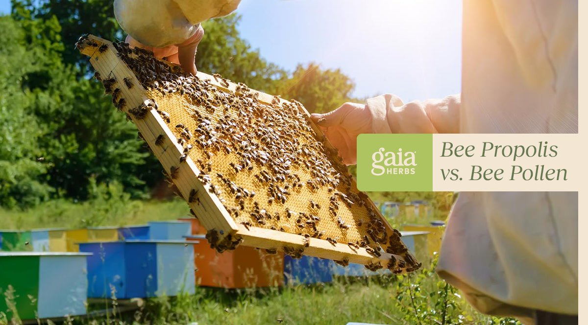Comparing Bee Propolis and Bee Pollen: Which One is Right for You?