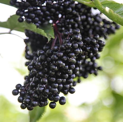 Black Elderberry
