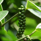Black Pepper fruit close up