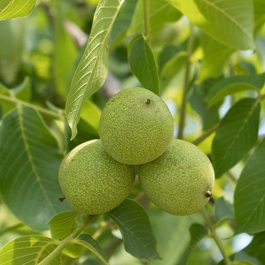 Everything There Is To Know About Black Walnut