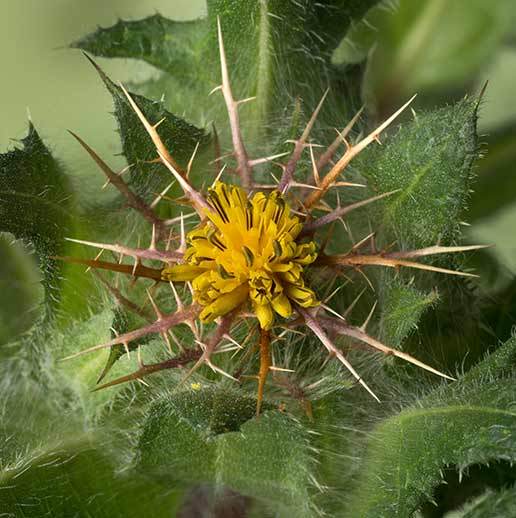 buy belladonna plant Belladonna Leaf