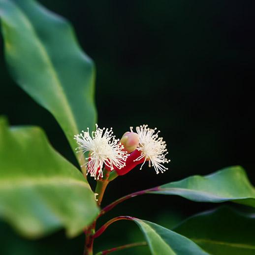 photinia fraseri magical volcano Photinia Magical Volcano | Christmas berry Magical Volcano - Bush