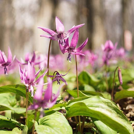 Corydalis
