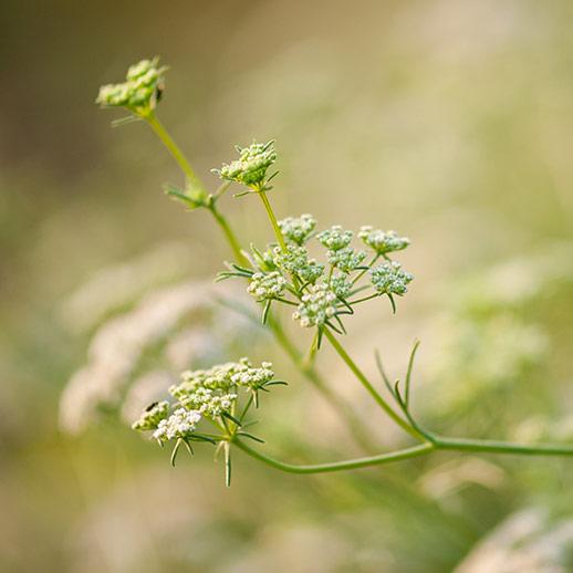 Cumin