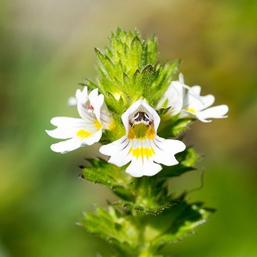 Eyebright