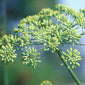 Fennel herb close up