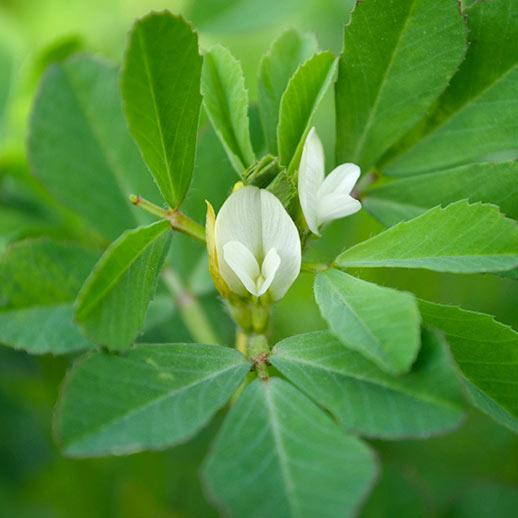 Fenugreek