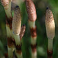Horsetail herb close up