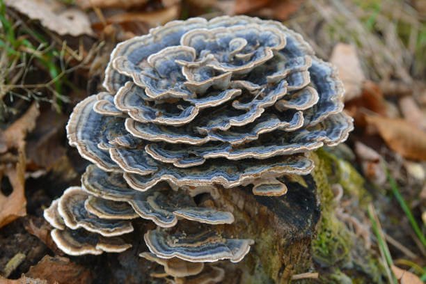 Turkey Tail Mushroom Side Effects: What to Expect When You Start