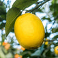 Lemon on tree close up