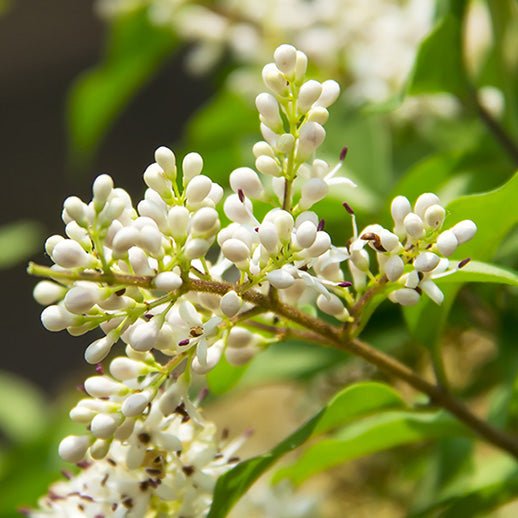 Ligustrum
