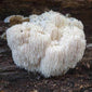 Lion's Mane mushroom close up
