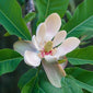 Magnolia flower close up