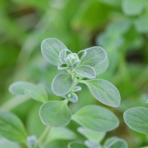 Marjoram Gaia Herbs®
