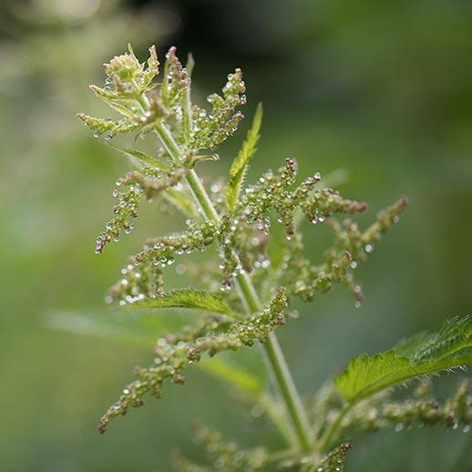 Nettle