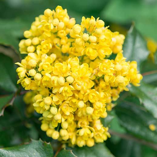 Oregon Grape