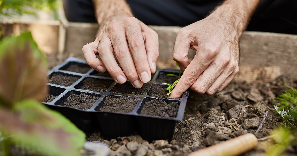 Everyday Herbs You Can Grow at Home