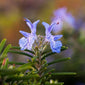 Rosemary flower close up