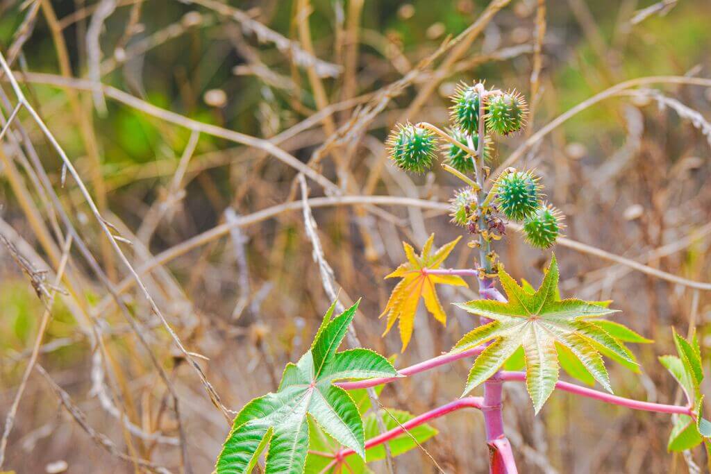 in plants we trust In Sun We Trust (Rarotonga) - Limited Edition Print