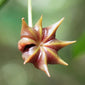 Star Anise fruit hanging on vine close up
