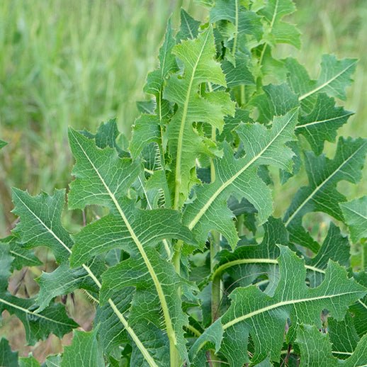 valerian root plant VALERIAN --Valeriana officinalis 'Select'--