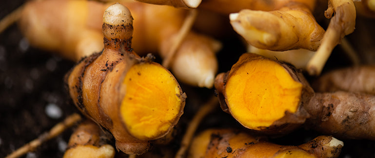 Turmeric Capsules, Curcumin Pills & Turmeric Supplements Gaia Herbs®