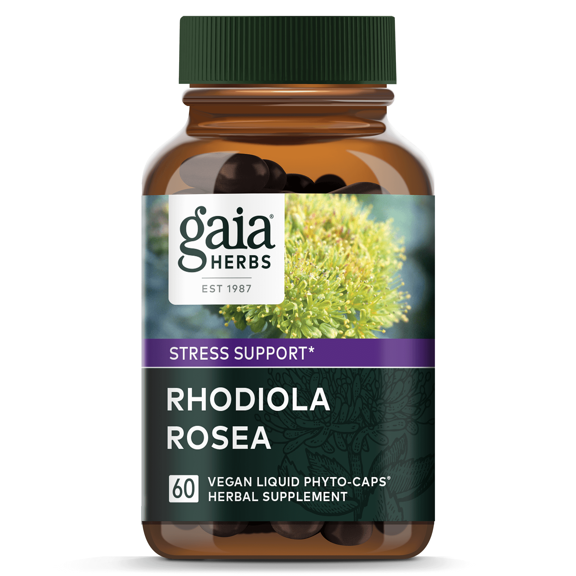 Rhodiola Rosea Near Me A Comprehensive Guide to Origins, Nutrition, and Clinical Research Rhodiola Rosea Near Me A Comprehensive Guide to Origins, Nutrition, and Clinical Research