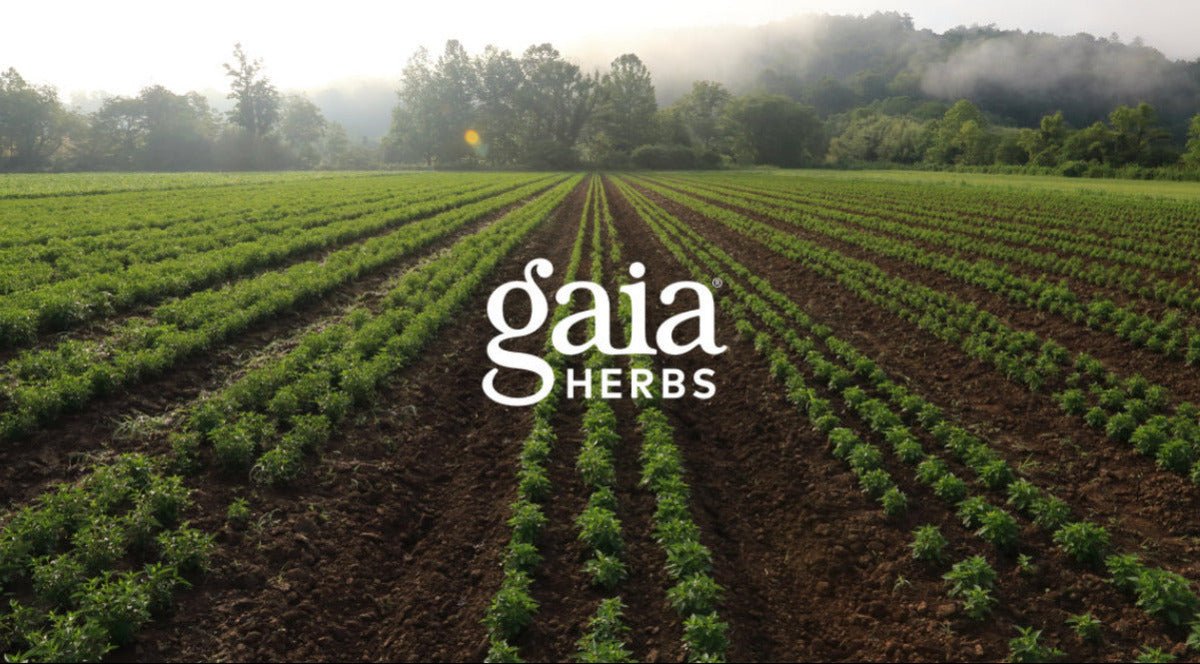 Popular Gaia Herbs Supplements and Where to Buy Them - Gaia Herbs