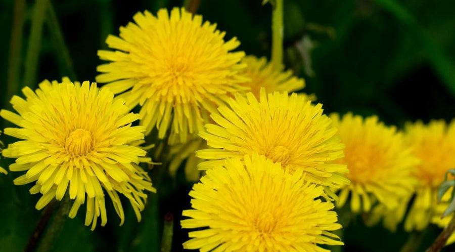 Dandelion Seven Benefits Blog