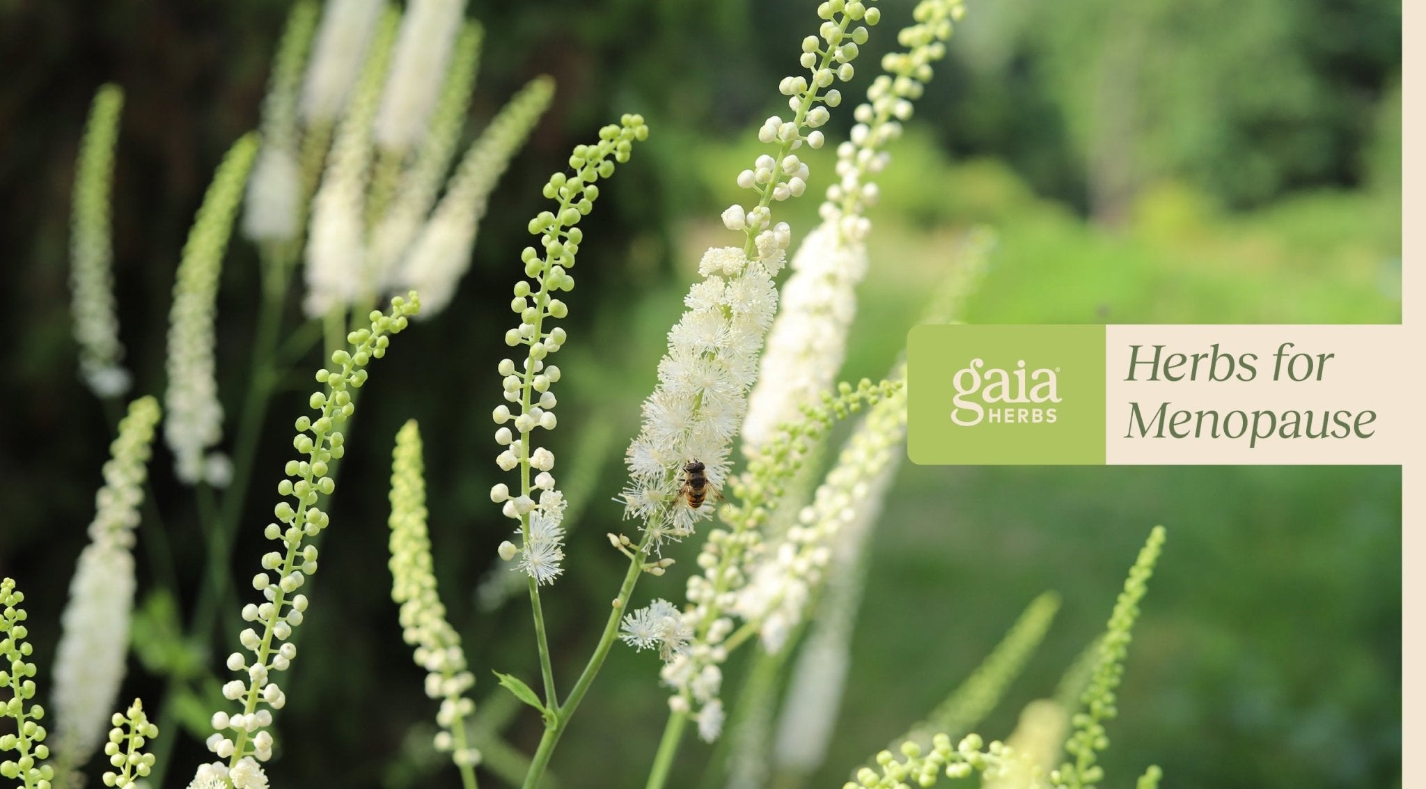 herbs for menopause