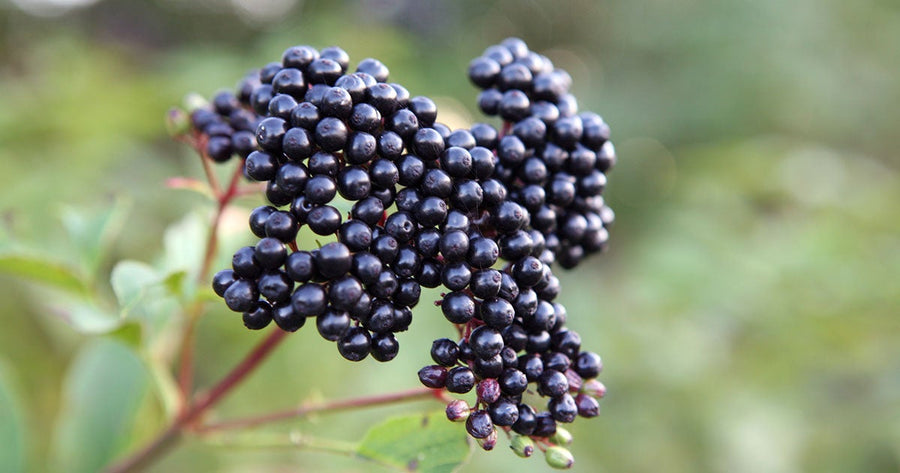 An Elderberry Mocktail to Help You Stay Warm & Stay Well This Winter - Gaia Herbs