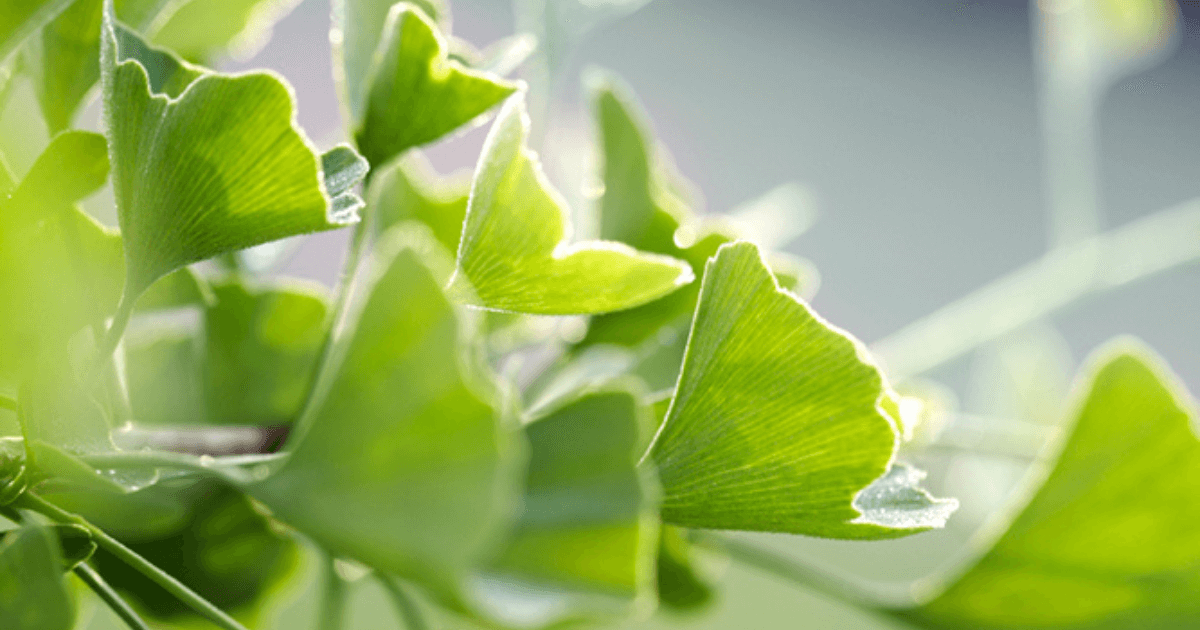Close up look at ginkgo leaves