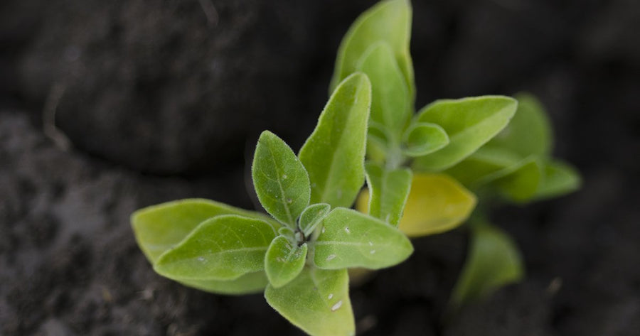 Ashwagandha sprouting from soil