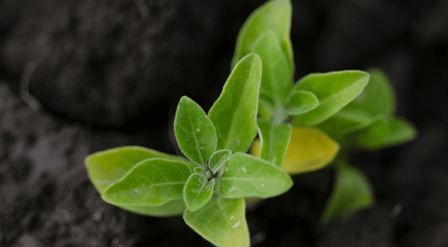 The Essential Guide to Ashwagandha: Overview, Benefits, & Side Effects - Gaia Herbs