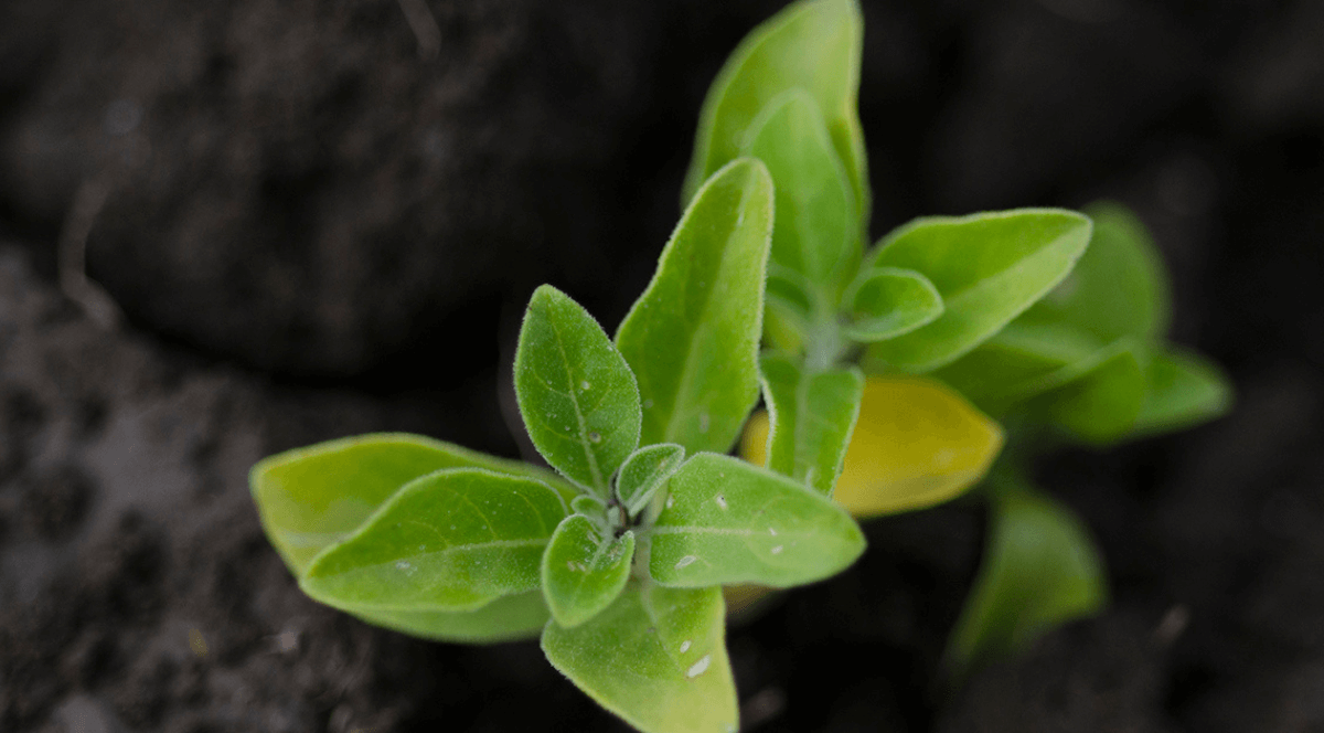 Best Ashwagandha for Men: What to Look For in 2026 - Gaia Herbs