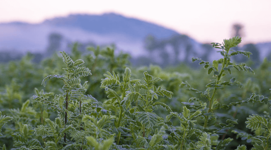 The 7 Surprising Astragalus Benefits - Gaia Herbs