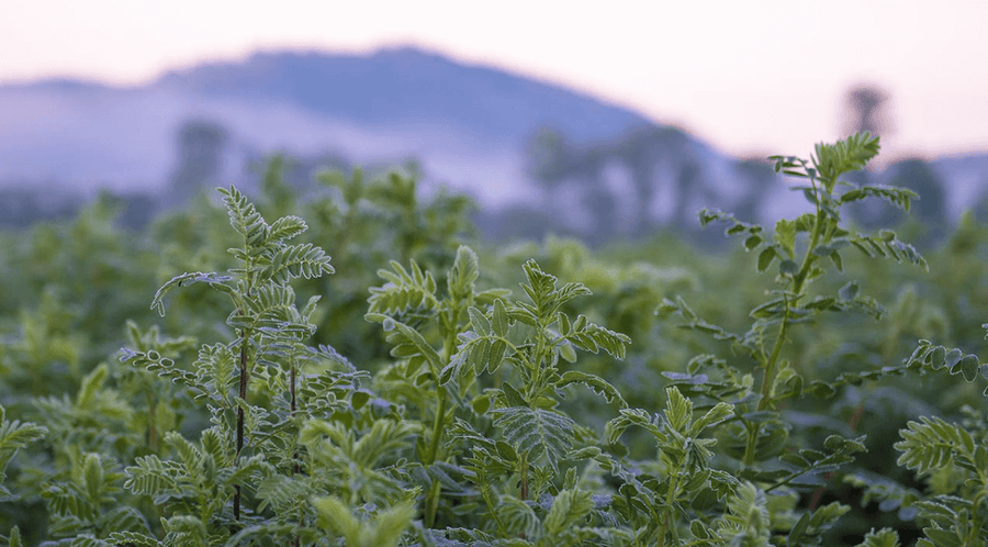 The 7 Surprising Astragalus Benefits - Gaia Herbs