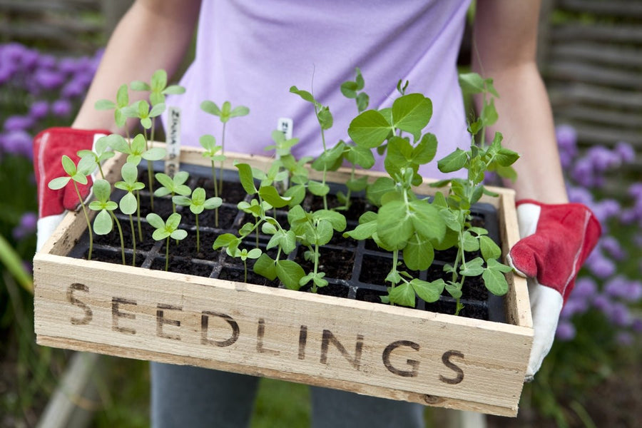 Woman planting seedlings