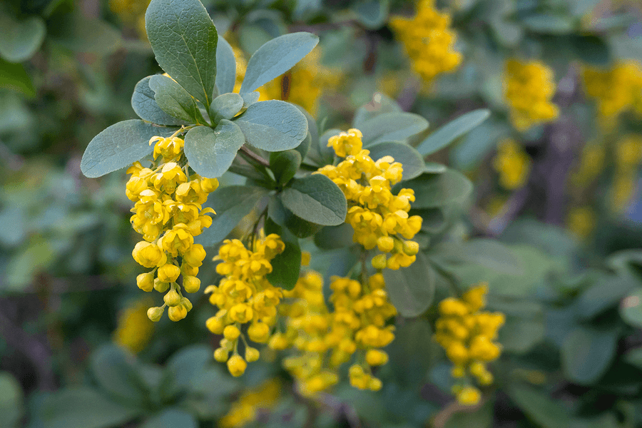 What to Know Before Taking Berberine