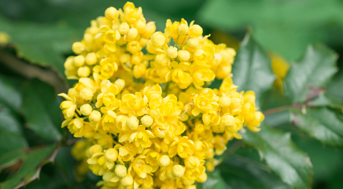 The Rise & Benefits of Berberine - Gaia Herbs