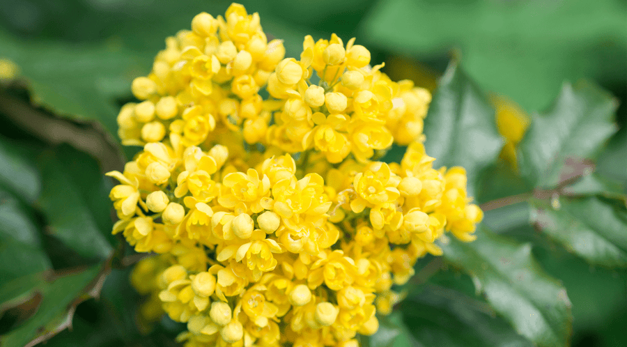 The Rise & Benefits of Berberine - Gaia Herbs