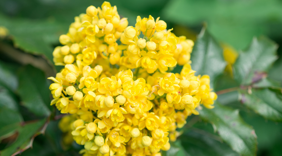 The Rise & Benefits of Berberine