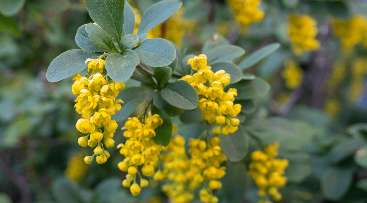 What to Know Before Taking Berberine